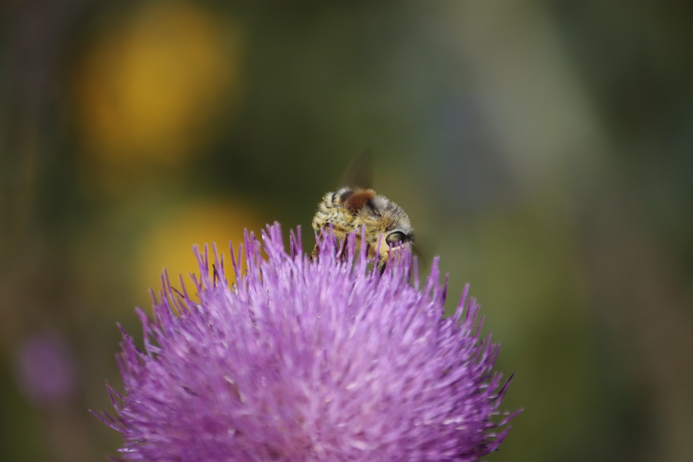 Altro Bombus? No, Diptera Nemestrinidae